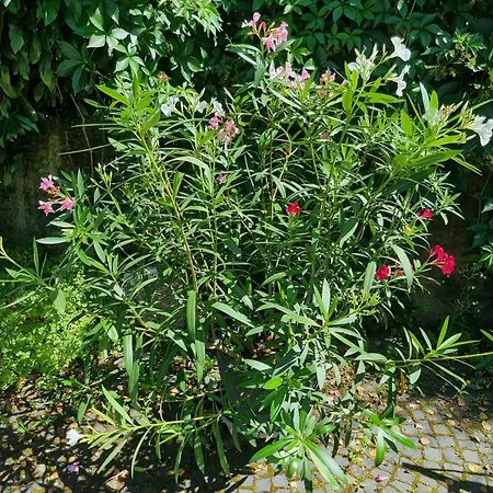 Denkmalgeschuetztes Haeuschen Mit Grossem Garten Schwimmteich * ブラウンフェルス